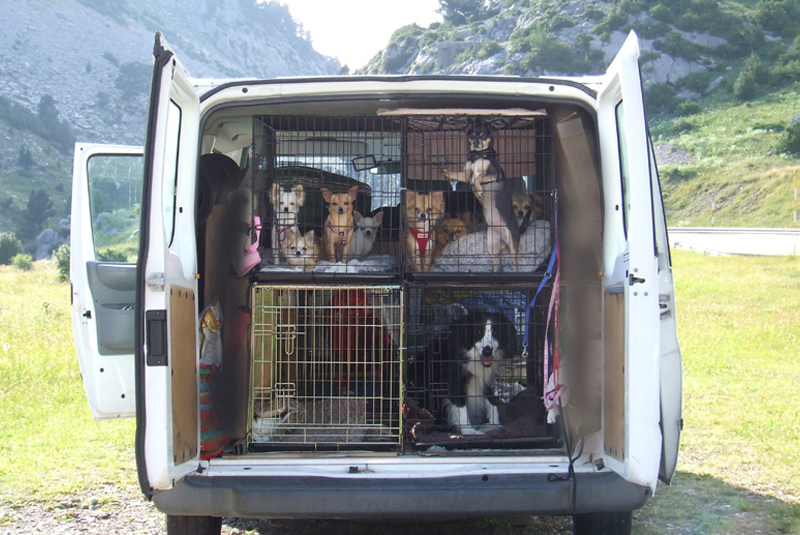 pet-transport